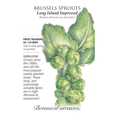 BRUSSELS SPROUTS LONG ISLAND IMP