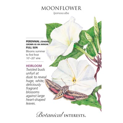 MOONFLOWER