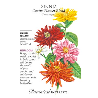 ZINNIA CACTUS FLOWER BLEND