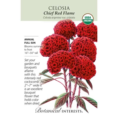 CELOSIA CHIEF RED FLAME ORG