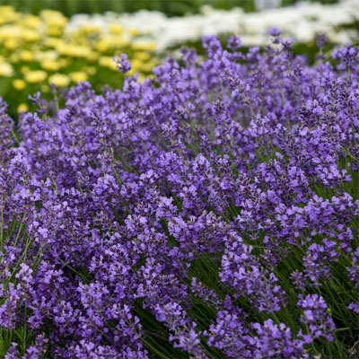 PERENNIAL FLOWER SEEDS