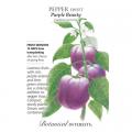 PEPPER SWEET PURPLE BEAUTY