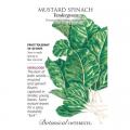 MUSTARD SPINACH TENDERGREEN