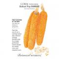 CORN POPCORN ROBUST POP HYBRID