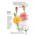 CARNATION CHABAUD BLEND