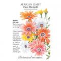 AFRICAN DAISY CAPE MARIGOLD