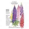 LUPINE RUSSELL BLEND