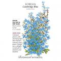 LOBELIA CAMBRIDGE BLUE