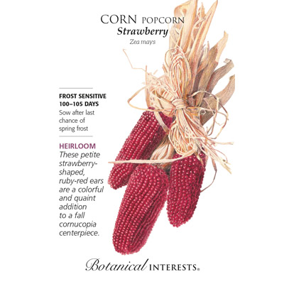 Strawberry Popcorn Corn Seeds
