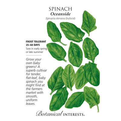 SPINACH OCEANSIDE HYBRID