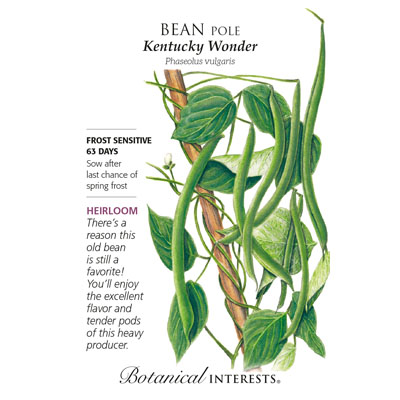 BEAN POLE KENTUCKY WONDER