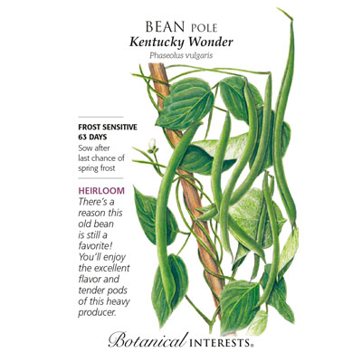 BEAN POLE KENTUCKY WONDER