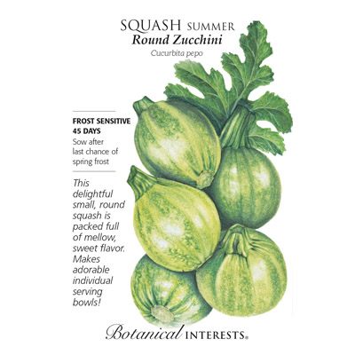 SQUASH SUMMER ROUND ZUCCHINI