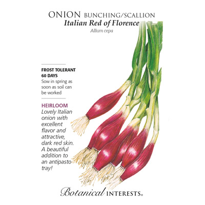 ONION BUNCHING RED ITALIAN