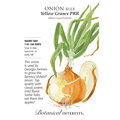 ONION BULB YELLOW GRANEX HYBRID
