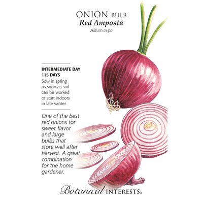 ONION BULB RED AMPOSTA