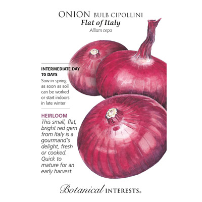 ONION BULB FLAT OF ITALY