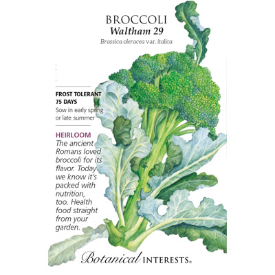 BROCCOLI WALTHAM 29