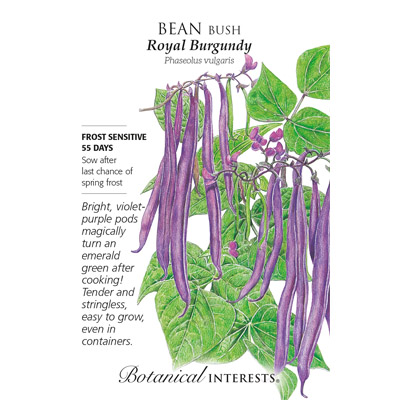 BEAN BUSH ROYAL BURGUNDY