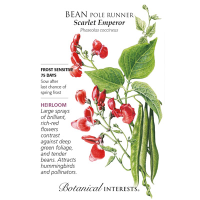 BEAN POLE RUNNER SCARLET EMPEROR