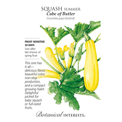 SQUASH SUMMER CUBE BUTTER HYBRID