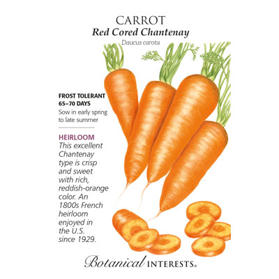 CARROT RED CORED CHANTENAY