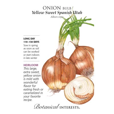 ONION BULB SWT SPANISH UTAH