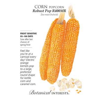 CORN POPCORN ROBUST POP HYBRID