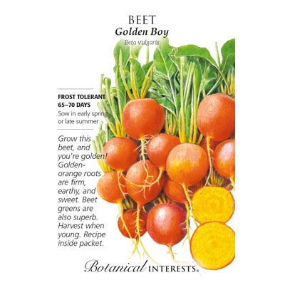 BEET GOLDEN BOY