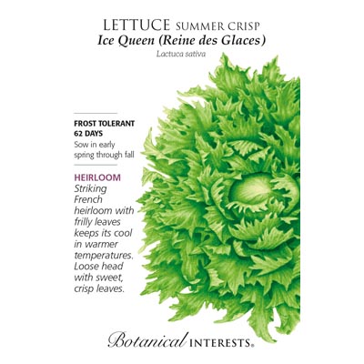 LETTUCE SUMMER CRISP ICE QUEEN