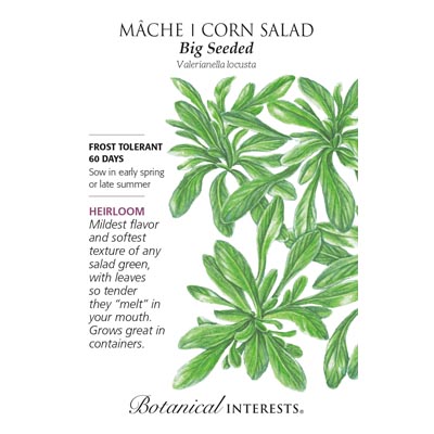 MACHE BIG SEEDED