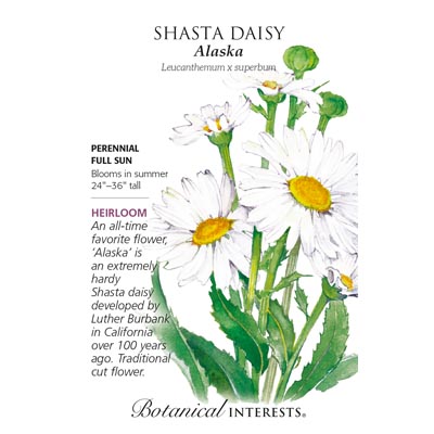 SHASTA DAISY ALASKA