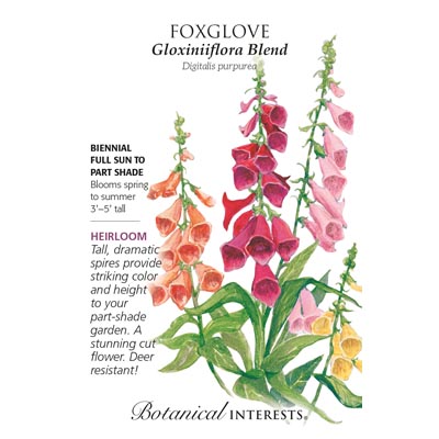 FOXGLOVE GLOXINIIFLORA BLEND