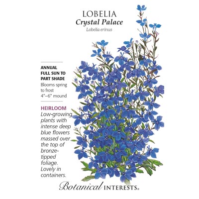 LOBELIA CRYSTAL PALACE