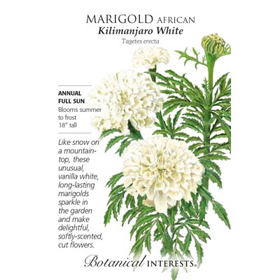 MARIGOLD AFRICAN KILIMANJARO WHI