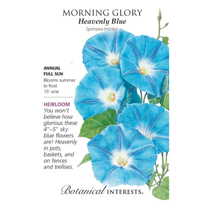 MORNING GLORY HEAVENLY BLUE