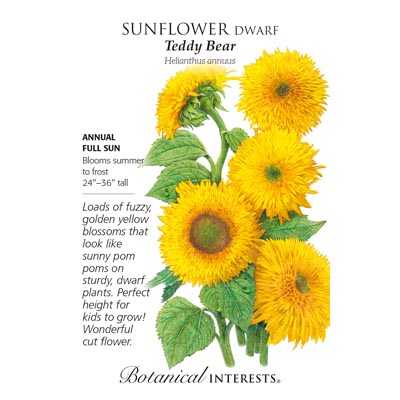 SUNFLOWER DWF TEDDY BEAR