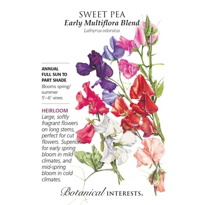 SWEET PEA EARLY MULTIFLORA BLEND