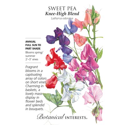 SWEET PEA KNEE-HI BLEND