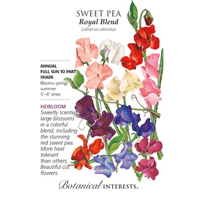 SWEET PEA ROYAL BLEND