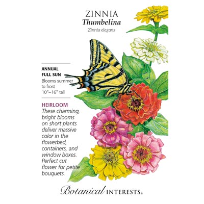 ZINNIA THUMBELINA