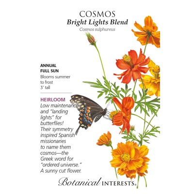 COSMOS BRIGHT LIGHTS BLEND