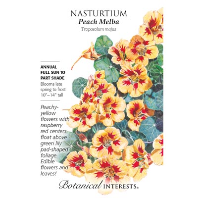 NASTURTIUM PEACH MELBA