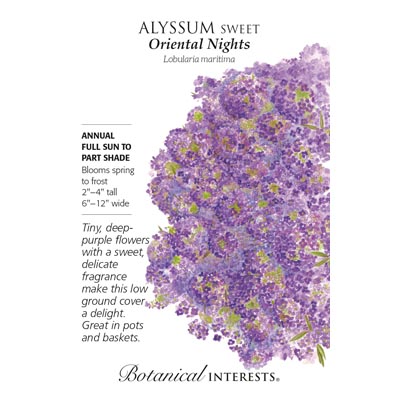 ALYSSUM SWEET ORIENTAL NIGHTS