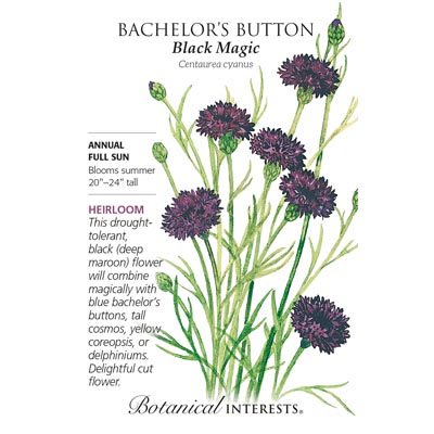 BACHELOR BUTTON BLACK MAGIC