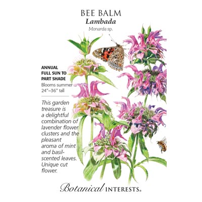 BEE BALM LAMBADA