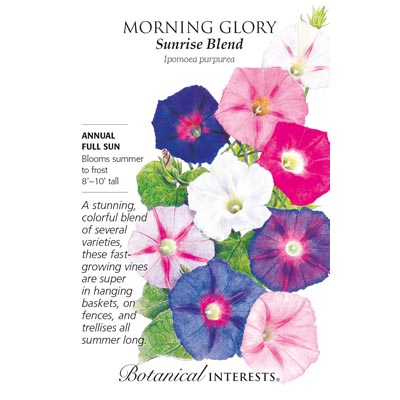 MORNING GLORY SUNRISE BLEND