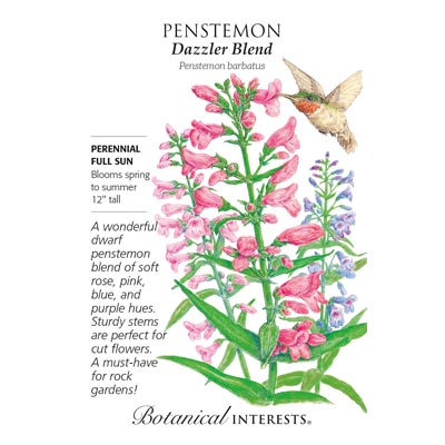 PENSTEMON DAZZLER BLEND