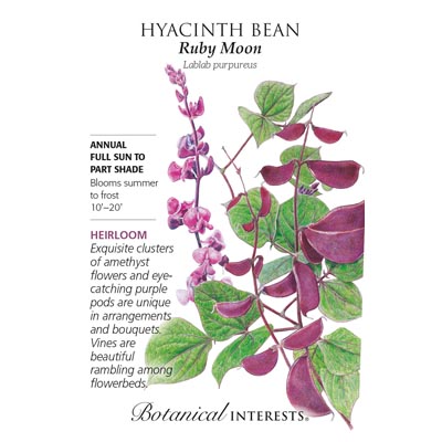 HYACINTH BEAN RUBY MOON