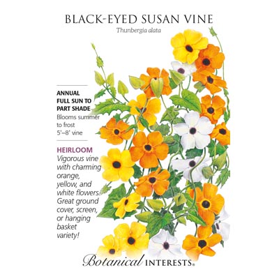 Black-Eyed Susan Vine Seeds